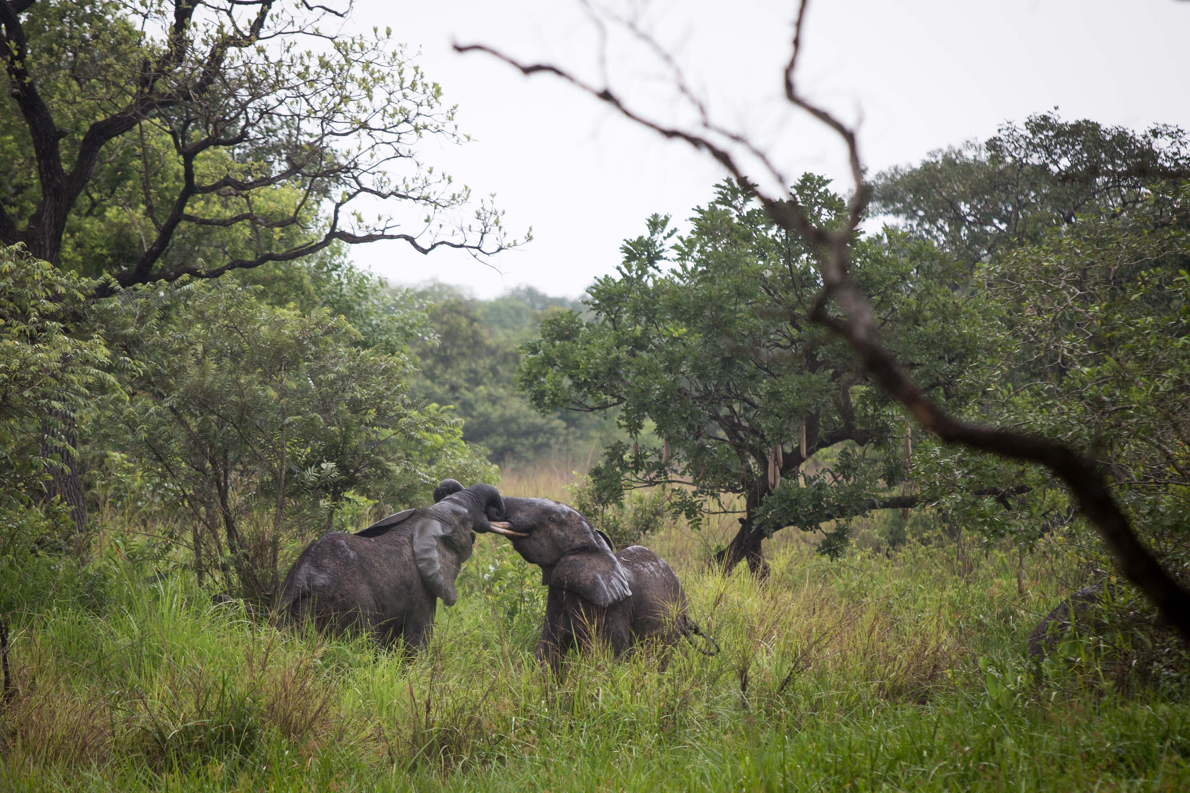 Two elephants in a forest with their trunks intertwined.