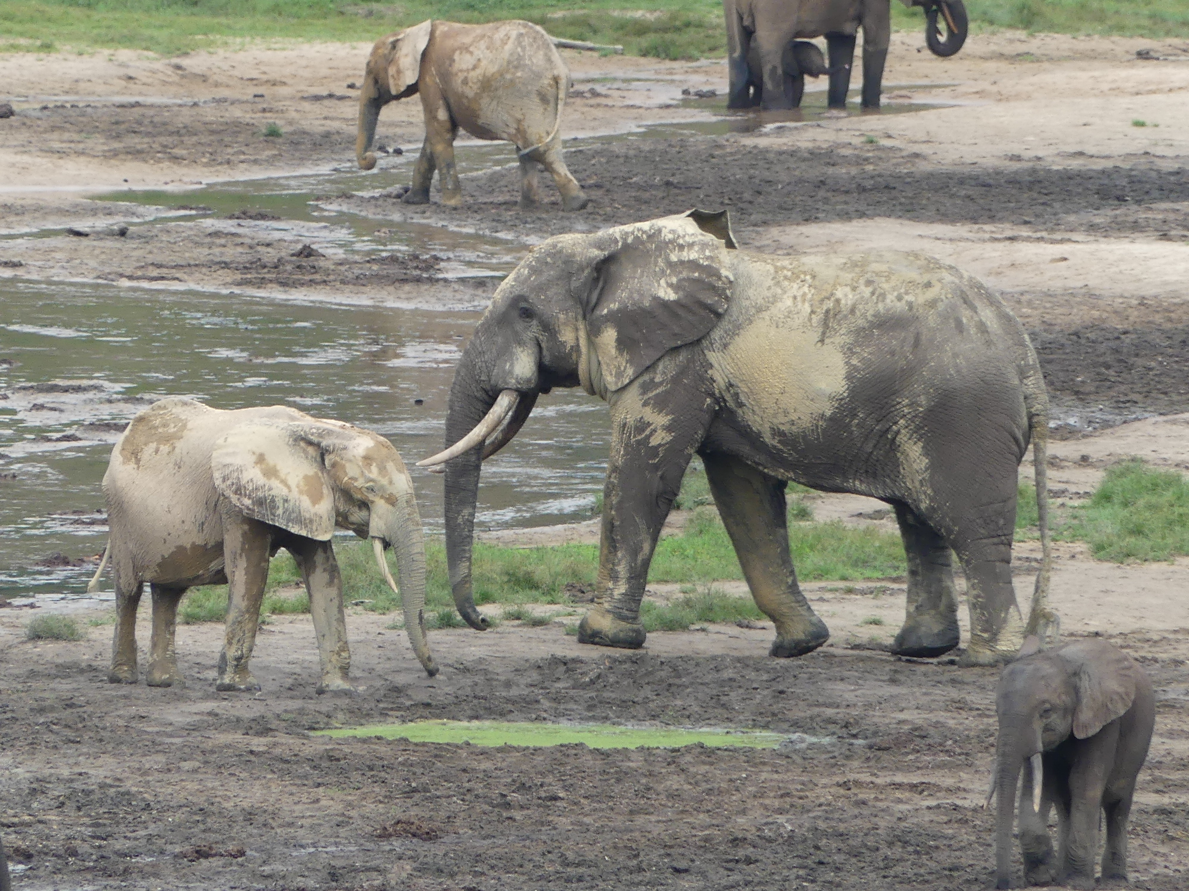 Elephants next to a mud hole.